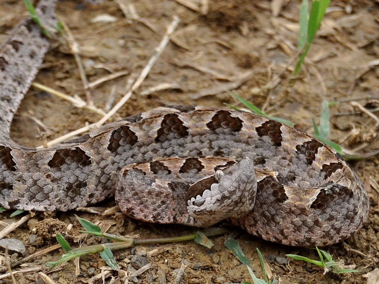 Малайский щитомордник (Malayan Pit Viper) в Таиланде