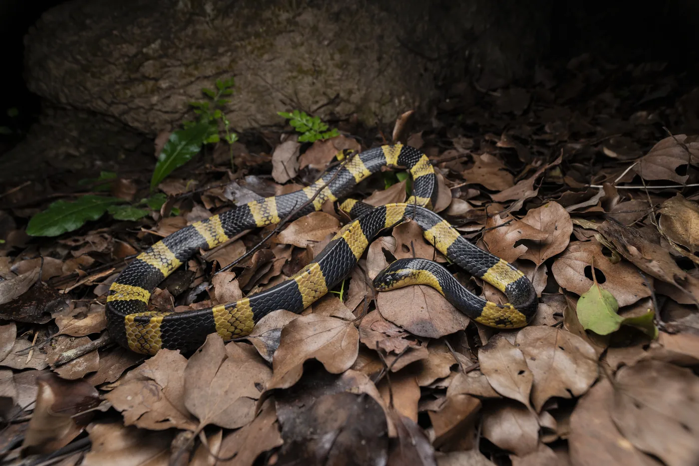 Ленточный крайт (Banded Krait) в Таиланде