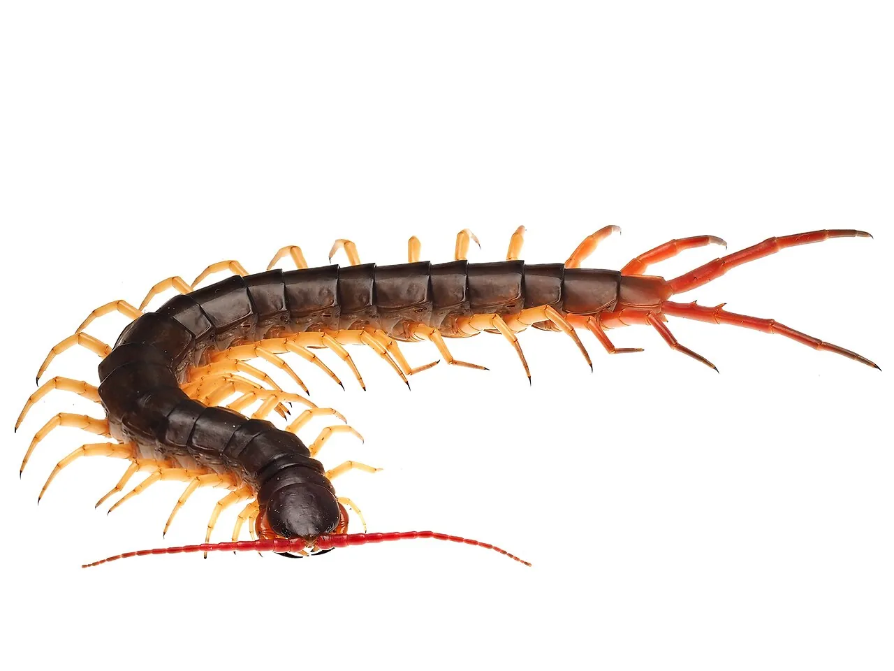 Гигантская сколопендра в Таиланде Scolopendra dehaani