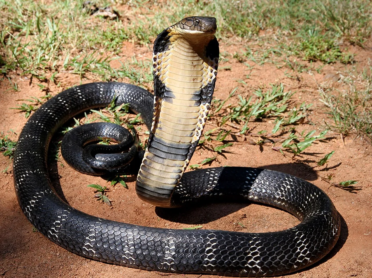 Королевская кобра (King Cobra) в Таиланде
