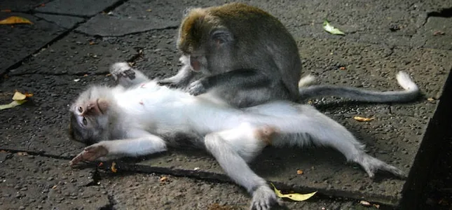 massage