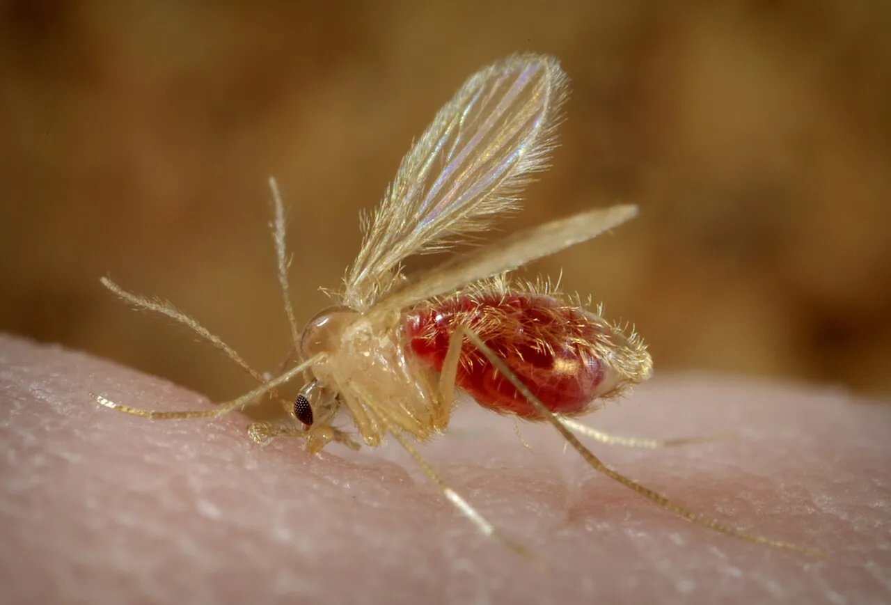 Песчаная муха сэндфлай на пляжах Таиланда Phlebotominae