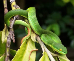 Зеленая куфия ядовитая змея в Таиланде Trimeresurus albolabris