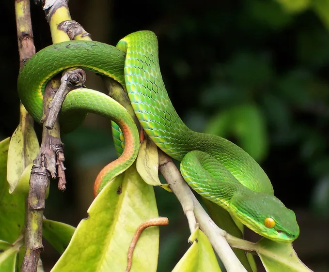 Зеленая куфия ядовитая змея в Таиланде Trimeresurus albolabris