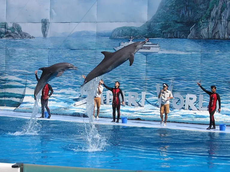 Safari World в Бангкоке: билеты, шоу и как добраться